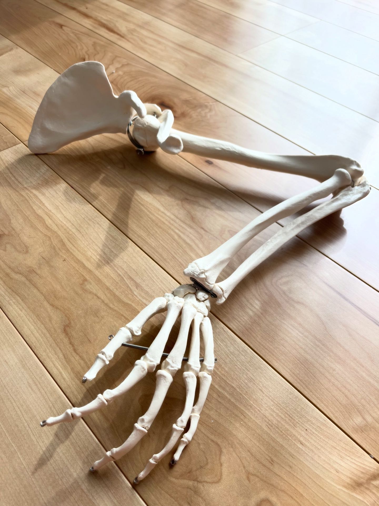 身体の構造